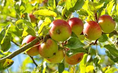 Obstbäume: Allgemeine Informationen, Pflanz- & Pflegehinweise sowie Tipps zur Auswahl
